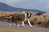 AMSTAFF ADULT 253